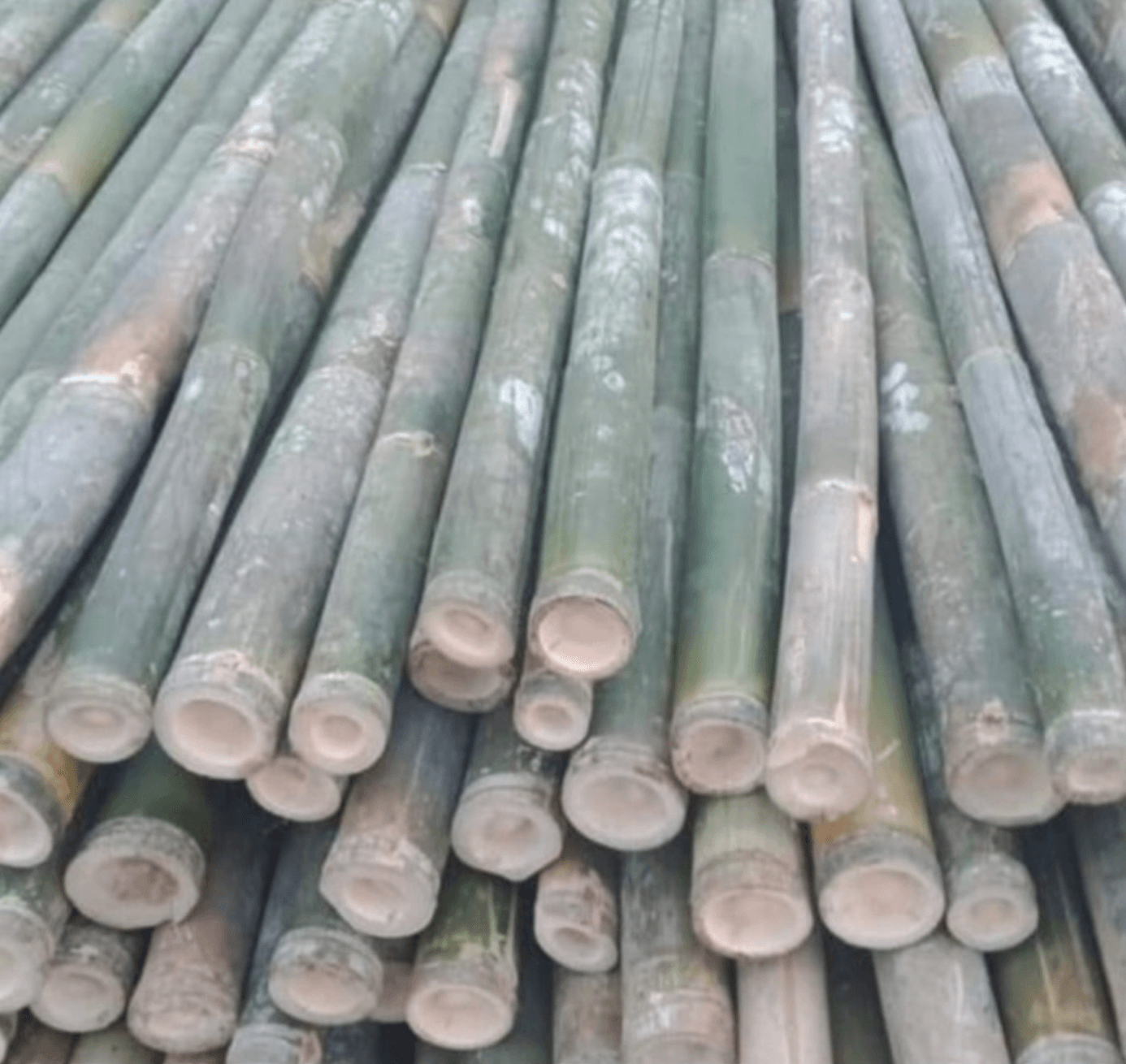 bambu steger toko bangunan pamulang